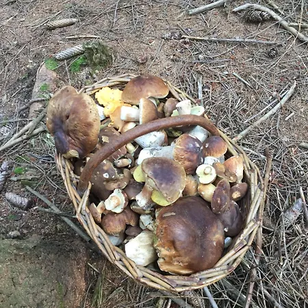 Prázdninový dům Golabek Stronie Śląskie