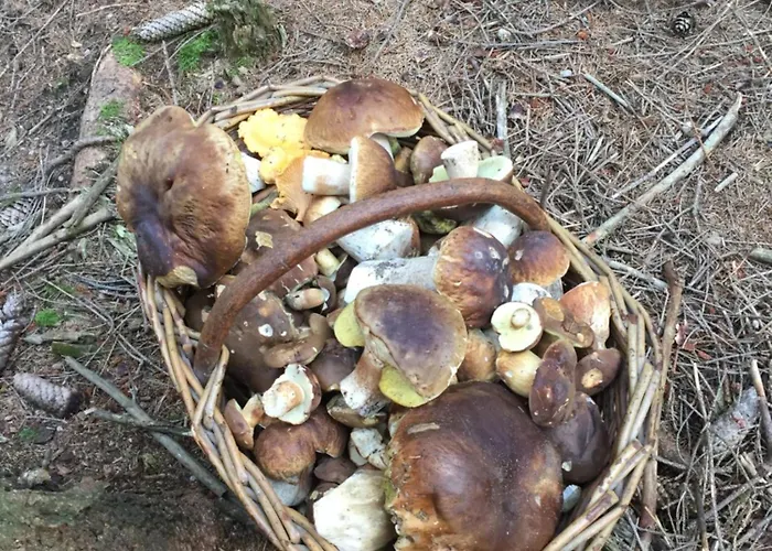 度假居 Golabek Stronie Śląskie